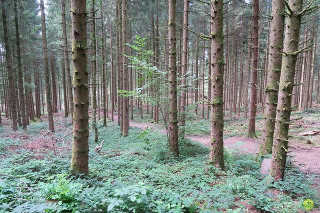 Randonnée joëlettes à Ramonchamp