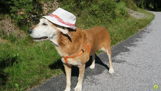 Randonnée joëlettes à Ramonchamp