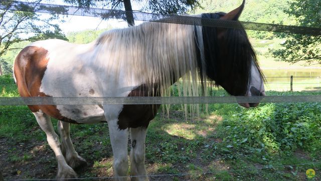 Randonnée joëlettes à Ramonchamp