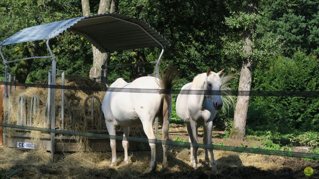 Randonnée joëlettes à Ramonchamp