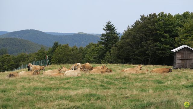 Randonnée joëlettes à Ramonchamp