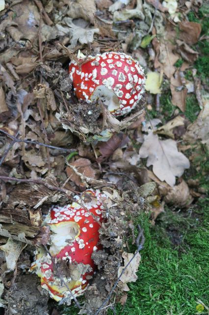 Randonnée joëlettes à Chevetogne