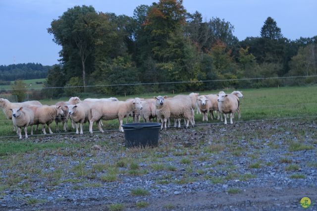 Randonnée joëlettes à Chevetogne