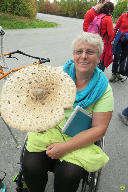 Randonnée joëlettes à Chevetogne