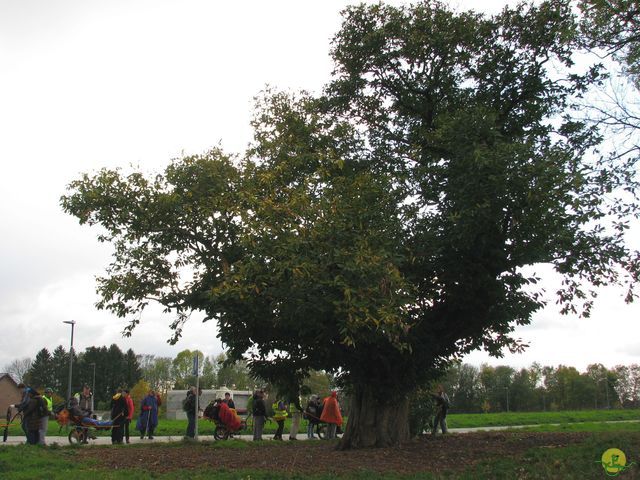 Randonnée joëlettes à Fayenbois