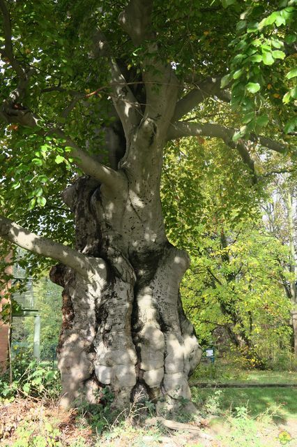 Randonnée joëlettes à Fayenbois