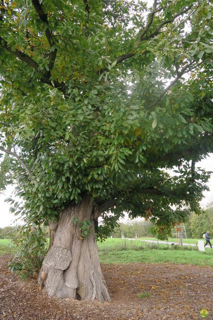 Randonnée joëlettes à Fayenbois