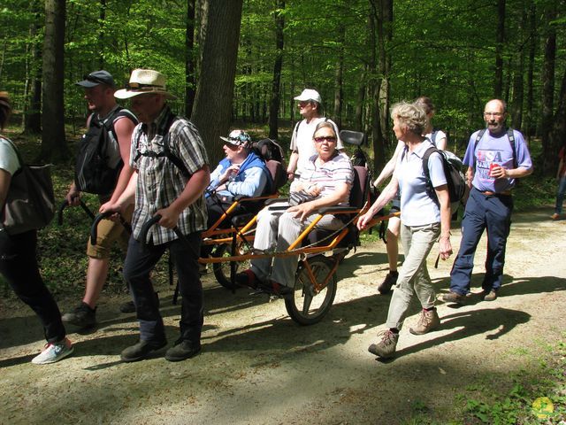 Randonnée joëlettes à Hoeilaart