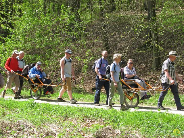 Randonnée joëlettes à Hoeilaart