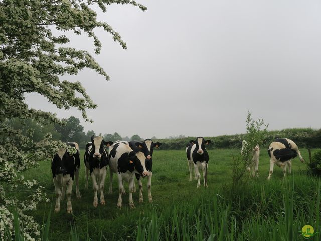 Randonnée joëlettes à Veillereille