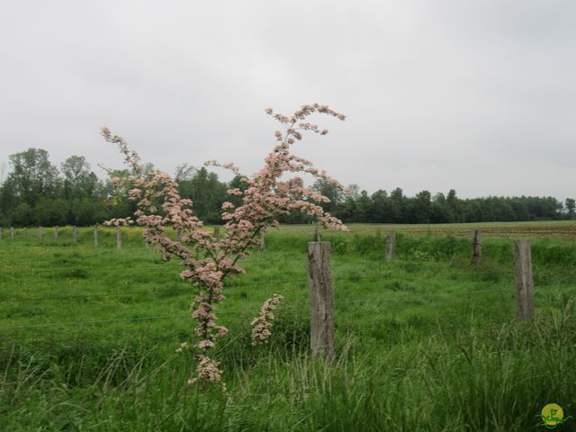 Randonnée joëlettes à Veillereille