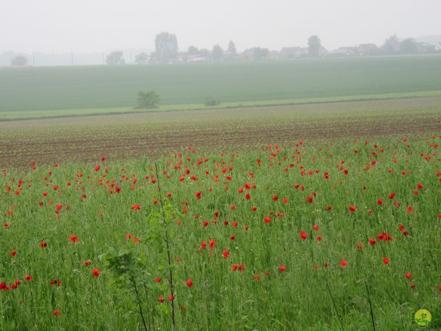 Randonnée joëlettes à Veillereille