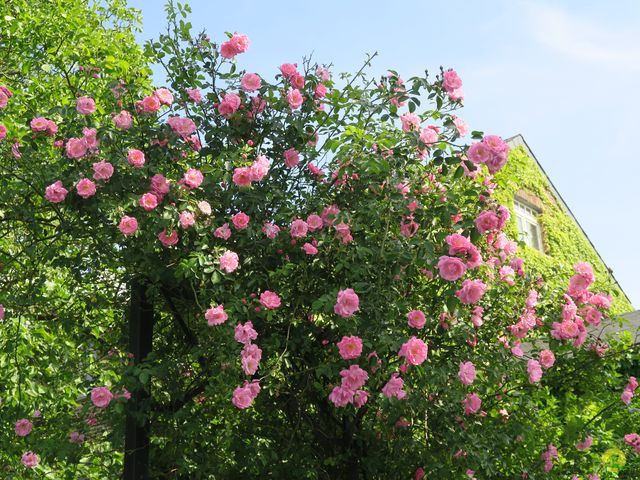 Randonnée joëlettes à Aubel