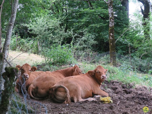 Randonnée joëlettes à Laguiole