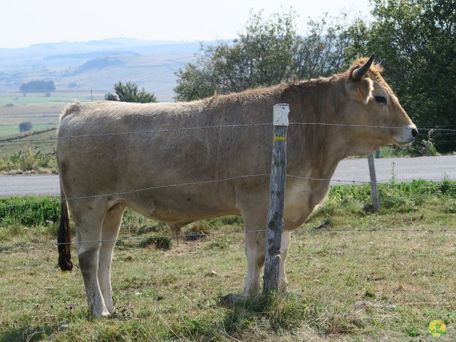 Randonnée joëlettes à Laguiole