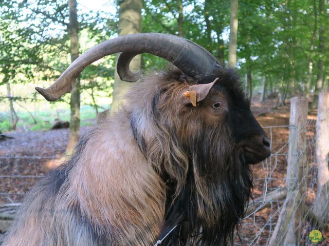 Randonnée joëlettes à Flémalle