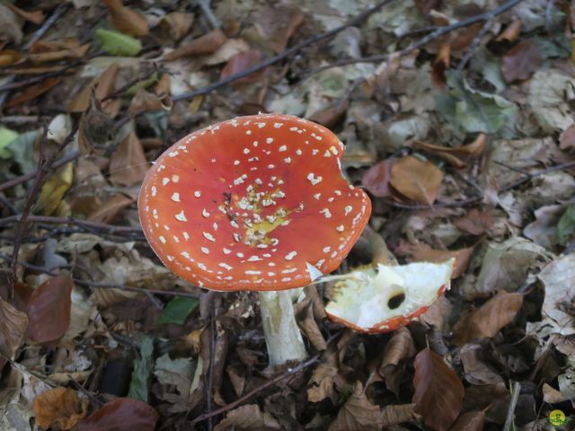 Randonnée joëlettes à Boitsfort