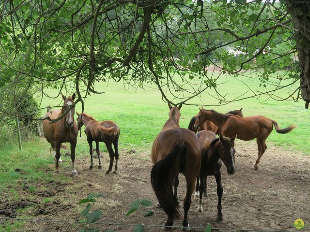 Randonnée joëlettes à Roisin