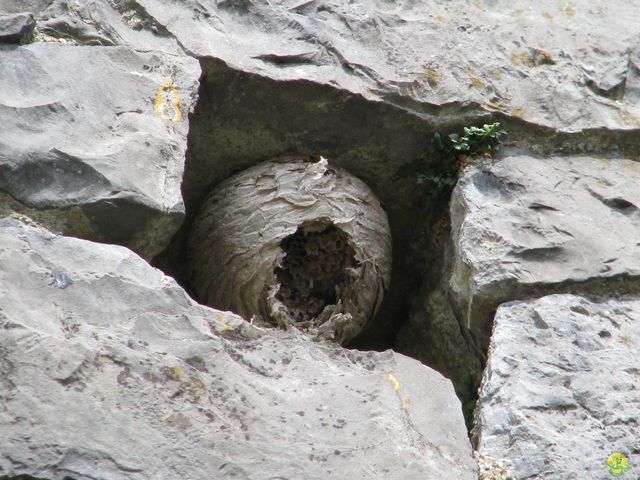 Randonnée joëlettes à Falaën