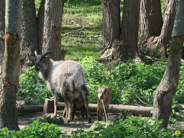 Randonnée joëlettes à Ohain