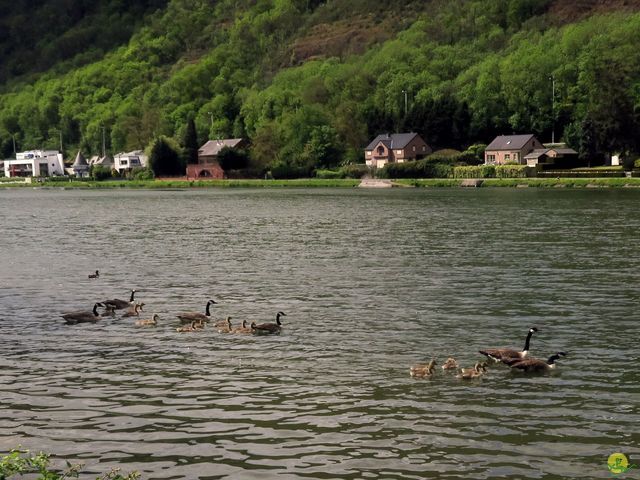 Randonnée joëlettes à Yvoir