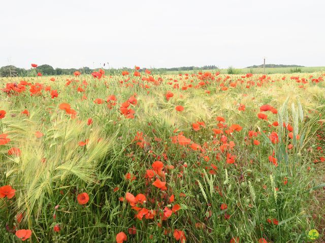 Randonnée joëlettes à Bousval