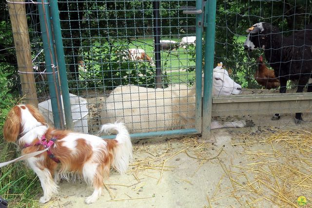 Randonnée joëlettes à Bousval