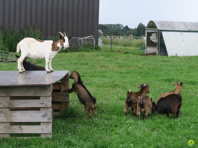 Randonnée joëlettes à Dour