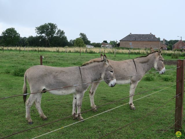 Randonnée joëlettes à Dour