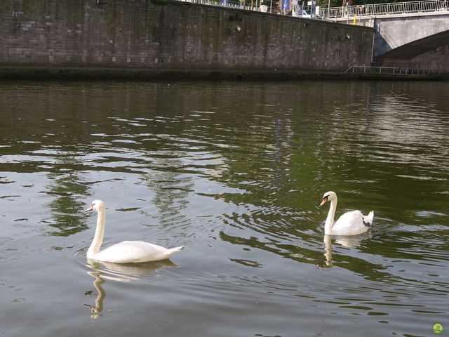 Randonnée joëlettes à Namur