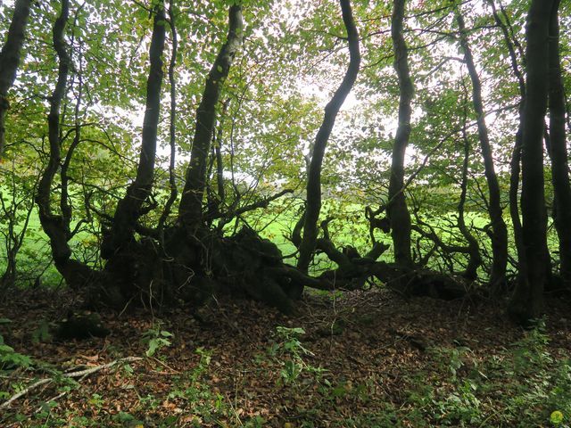 Randonnée joëlettes à Ternell