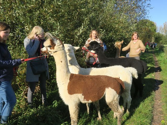 Randonnée joëlettes à Overijse