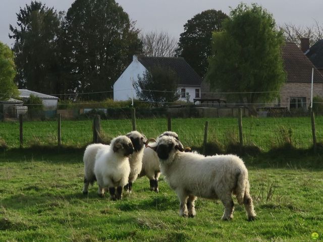 Randonnée joëlettes à Hélécine