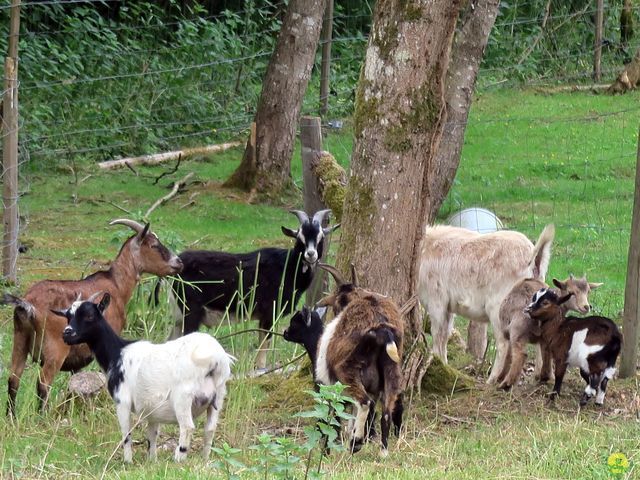 Randonnée joëlettes à Ciergnon