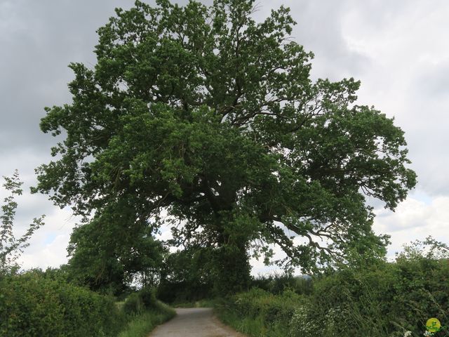 Randonnée joëlettes à Ciergnon