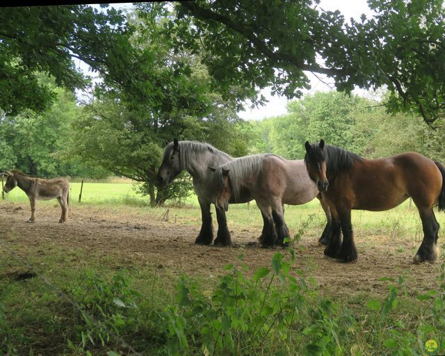 Randonnée joëlettes à Montignies-sur-Roc