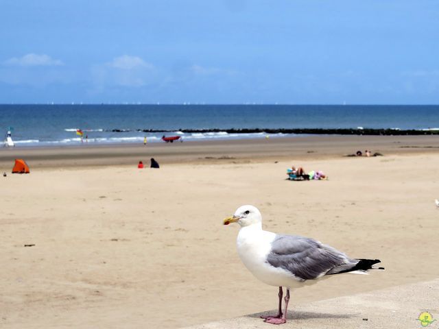 Randonnée joëlettes à Westende