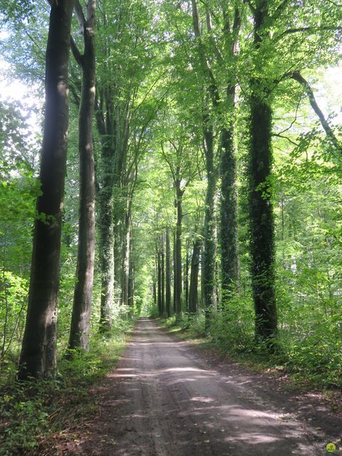 Randonnée joëlettes à Oud-Heverlee