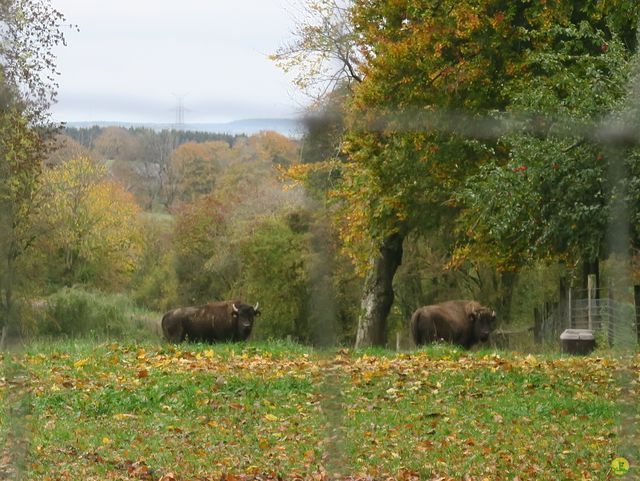 Randonnée joëlettes à Recogne