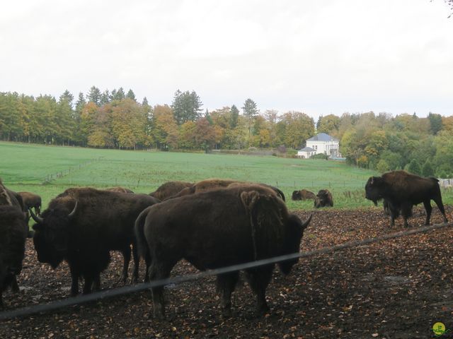 Randonnée joëlettes à Recogne