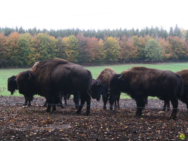 Randonnée joëlettes à Recogne