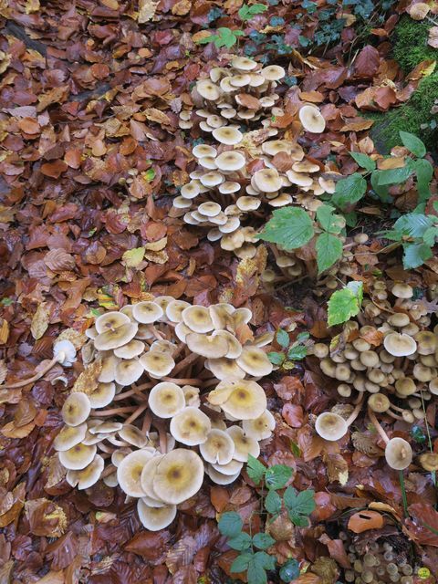 Randonnée joëlettes à Buzenol