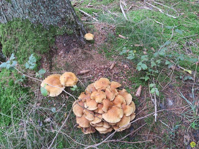 Randonnée joëlettes à Recogne