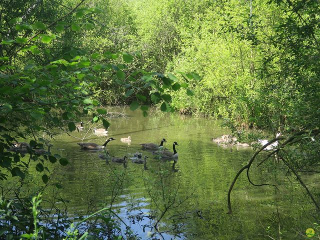 Randonnée joëlettes à Florival