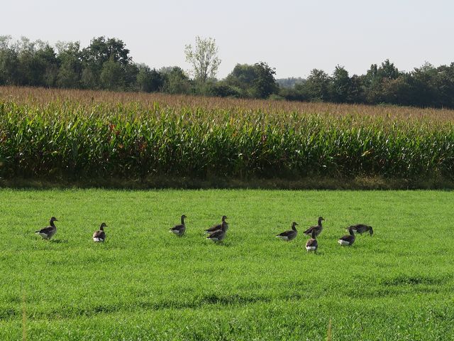 Séjour à Maasmechelen