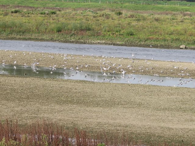 Séjour à Maasmechelen