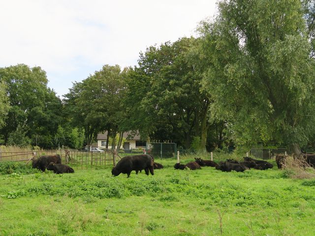 Séjour à Maasmechelen