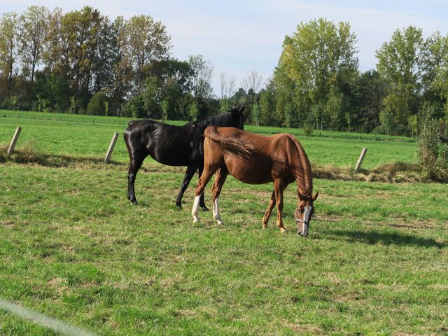 Séjour à Maasmechelen