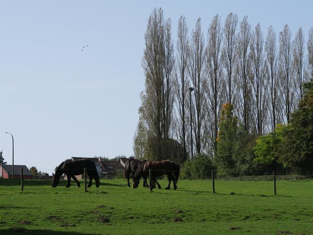 Randonnée joëlettes à Watermael