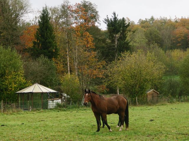 Randonnée joëlettes à Vyle-et-Tharoul